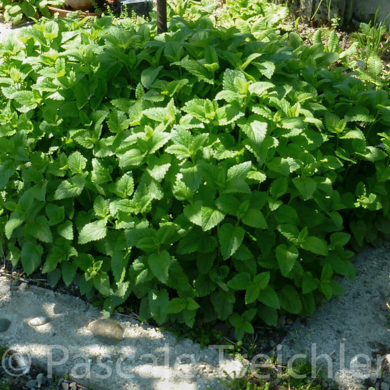 20120514-Zitronenmelisse - 280.jpg