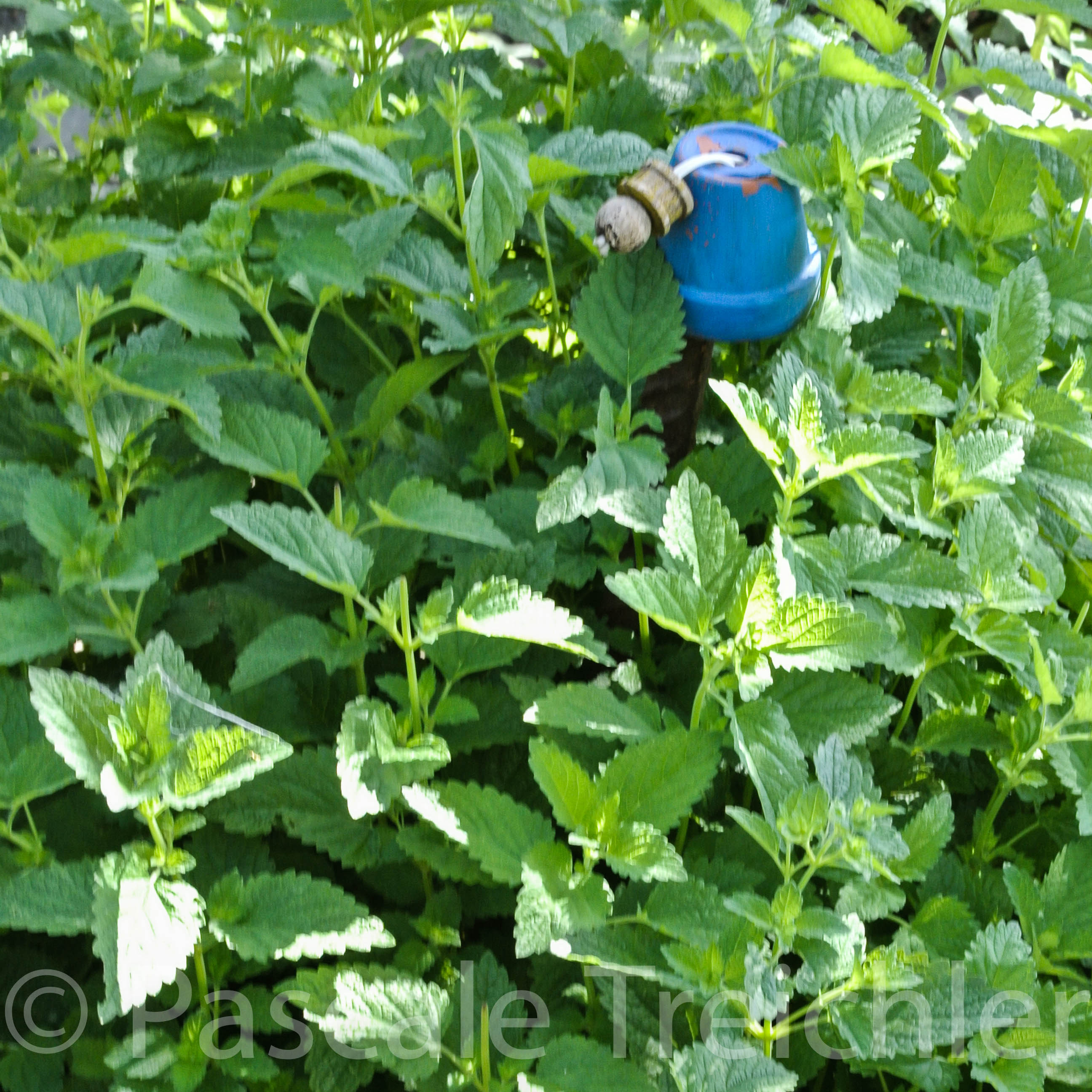 20140610-Majoran 2014-06 165.jpg