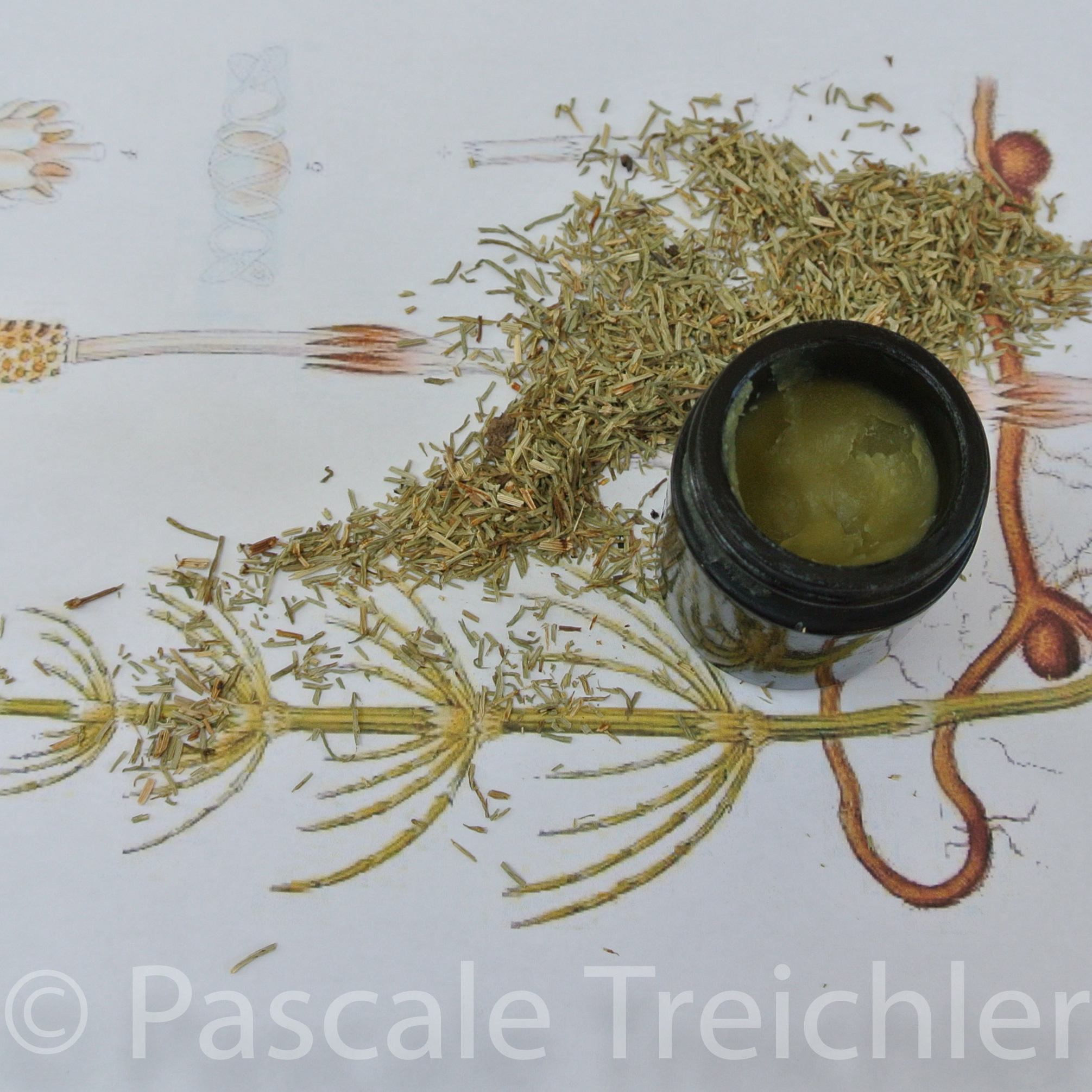 20170820-Ackerschachtelhalm-Creme 6087