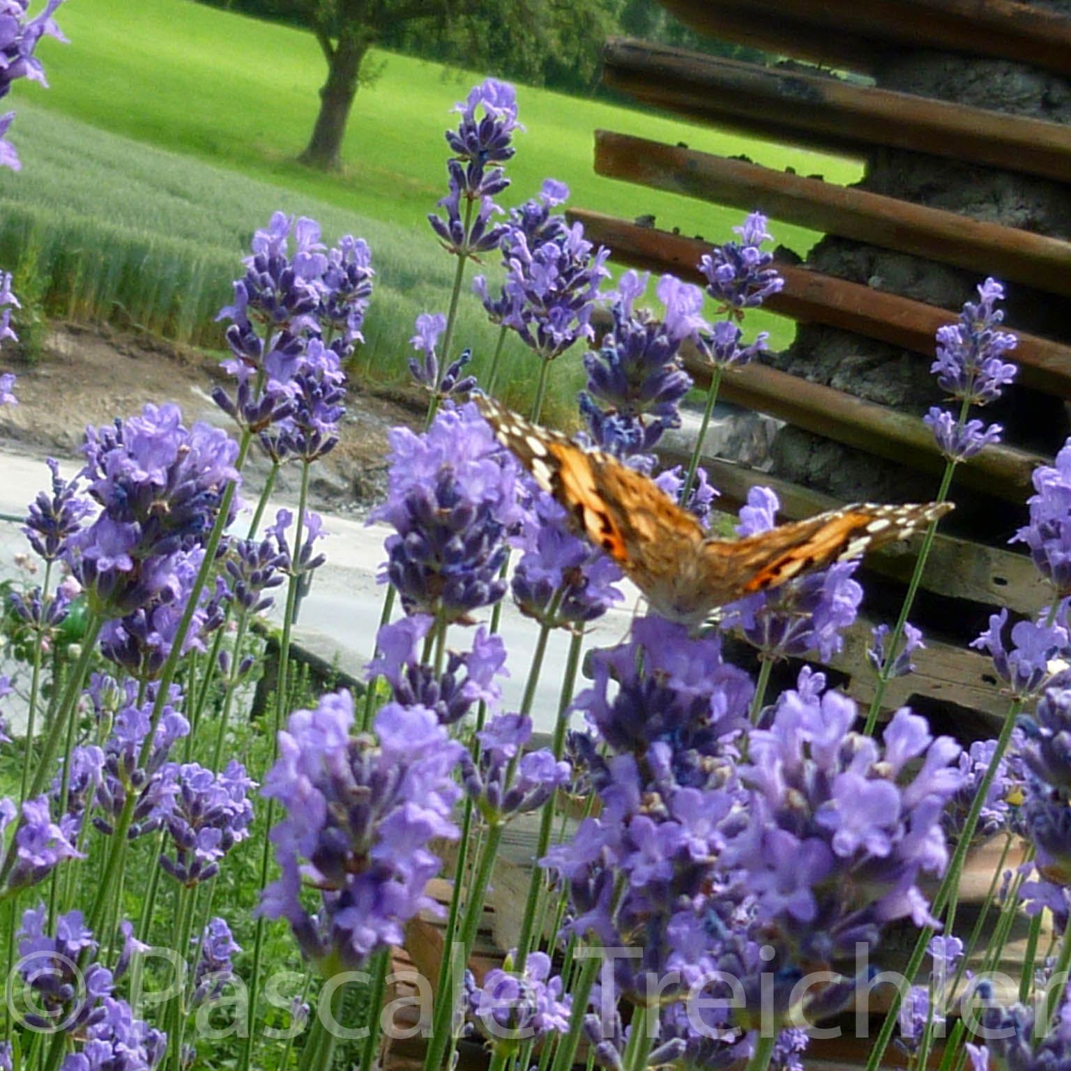 20120623-Lavendel - Schmetterling - 803.jpg