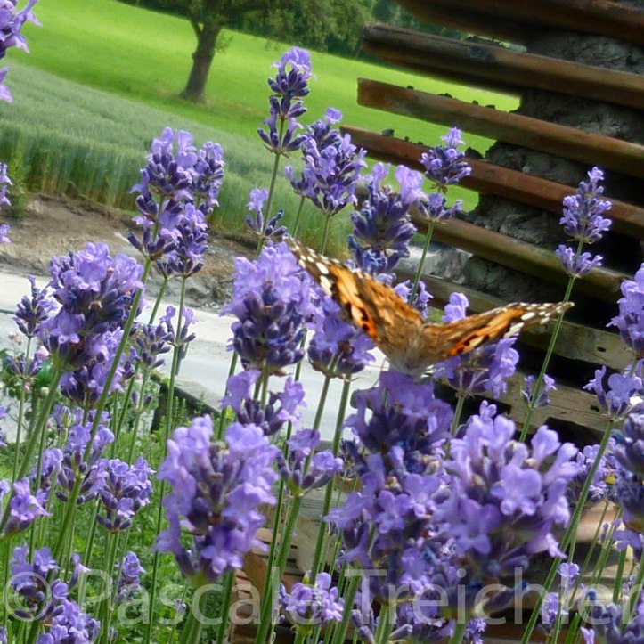 Lavendel