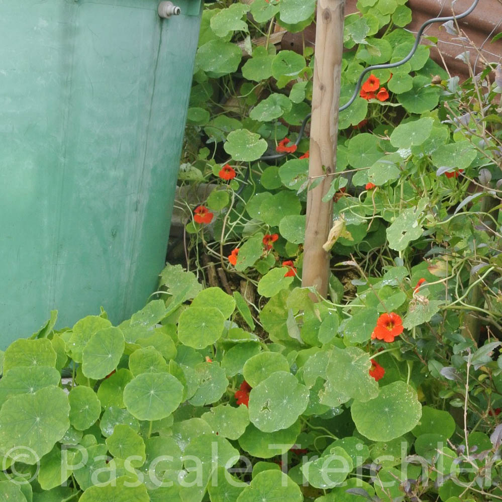 20141124-Wasserfass - Kapuzinerkresse - 2014-11 140