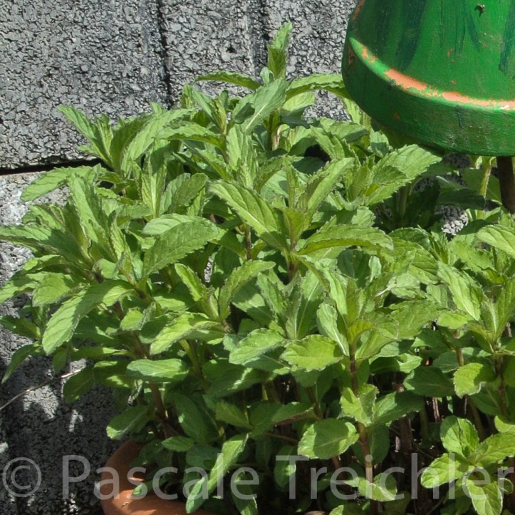 20150426-Minze - 2015.04 190