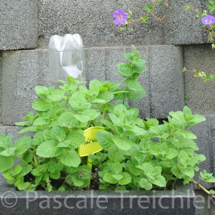 20150823-Minze - 2015.08 033.jpg