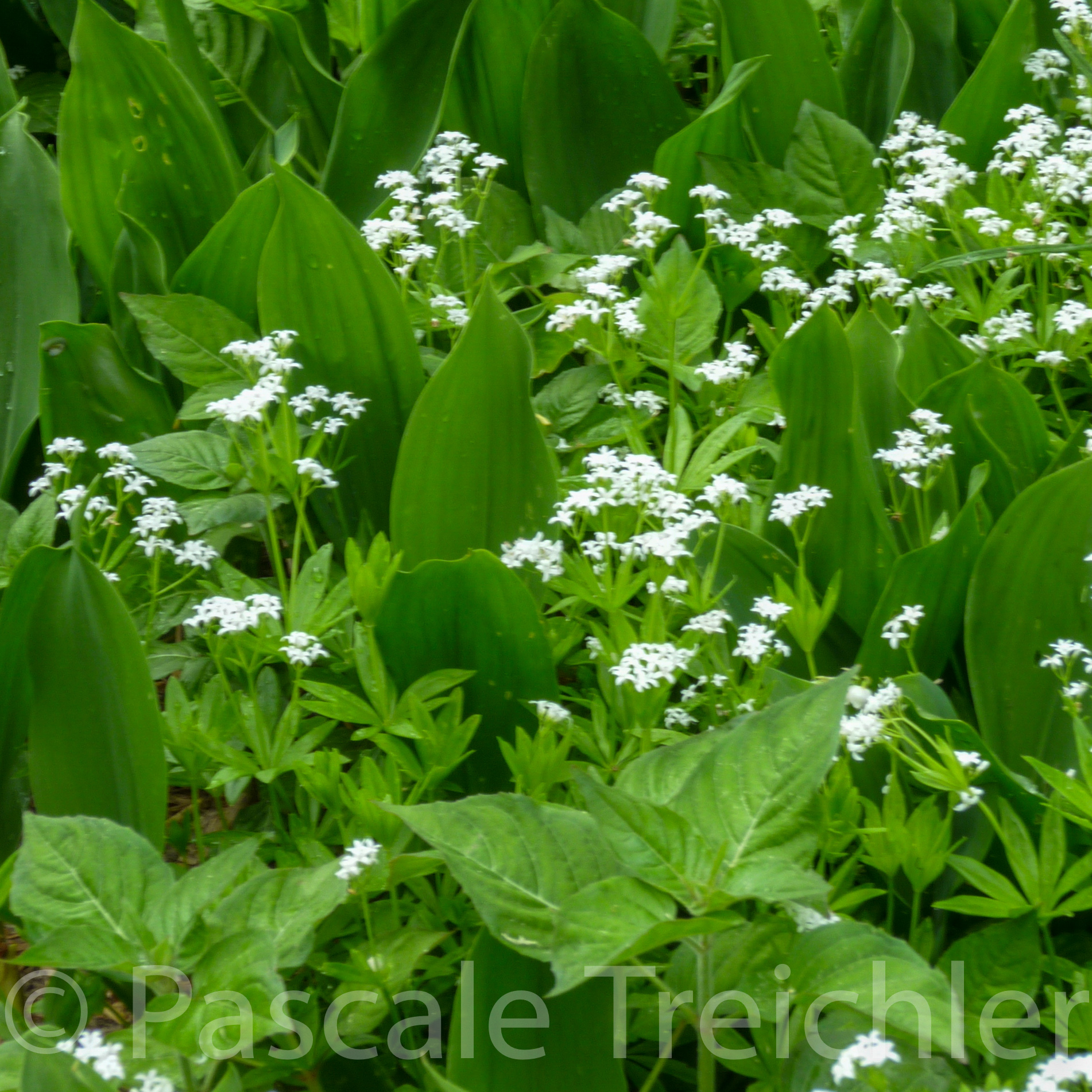 20110427-Waldmeister - Maiglöckchen - 1.jpg