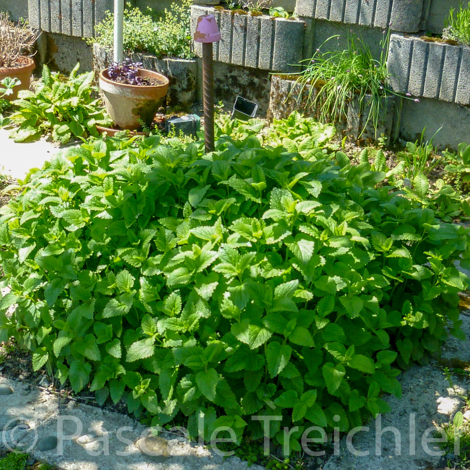 20120514-Zitronenmelisse - 280