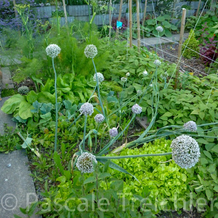 20120716-Gemüsegarten - 1.jpg