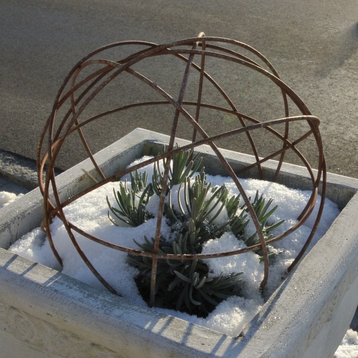 20150210-Lavendel - 2015.02 007 (2)