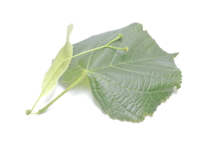 20150522-Linden 099.jpg