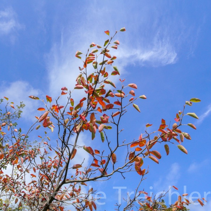 20151009-Kupferfelsenbirne - 2015.10 181.jpg