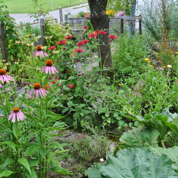 20160728-Goldmelisse - Echinacea - 07 583.jpg