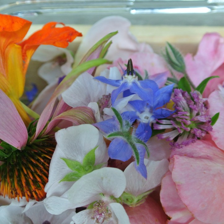 20160901-Blüten  007.jpg