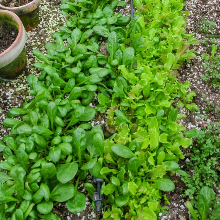 20170226-Hochbeete - 4180.jpg