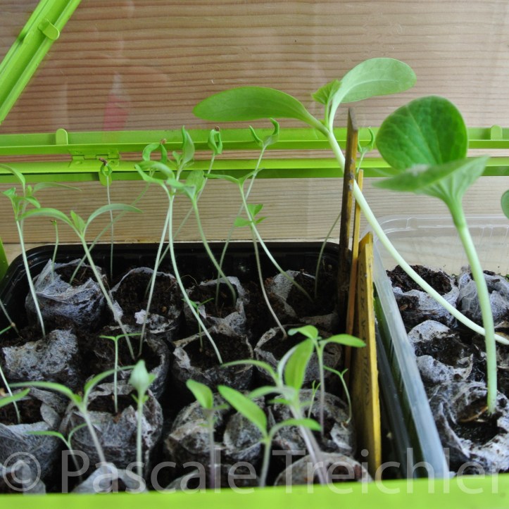 20170303-Aussaat - 4205.jpg