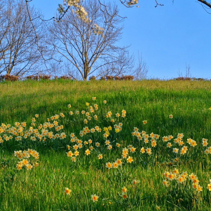 20170330-Obstwiese - Narzissen4469