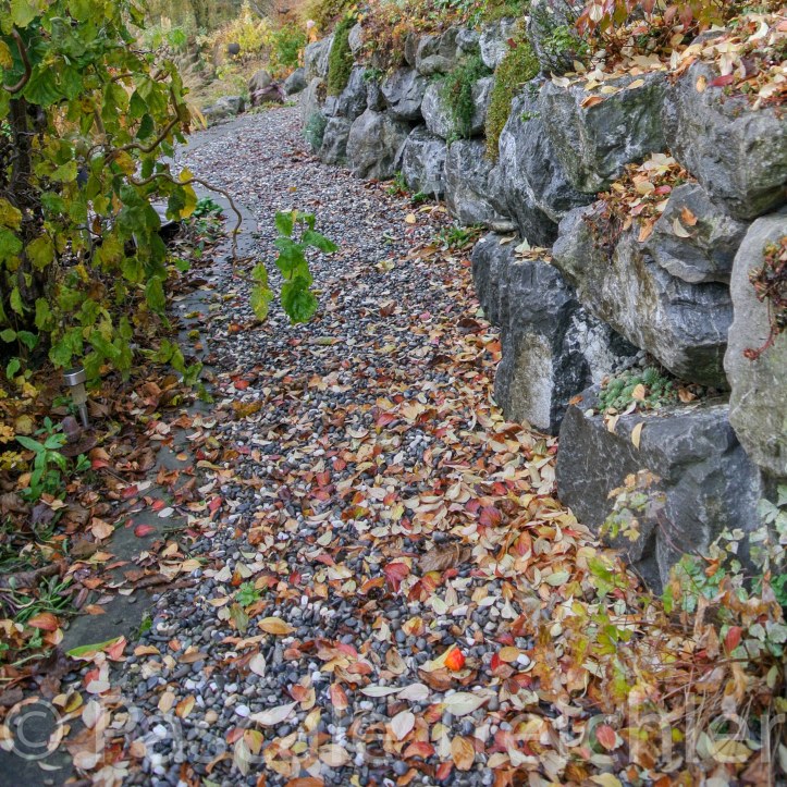 20171111-2017.11. Garten 7021.jpg