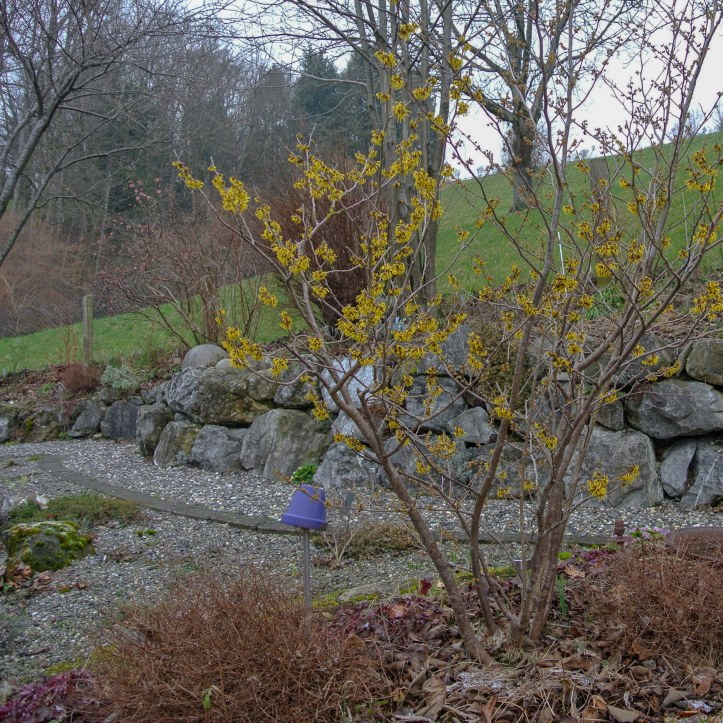 Hamamelis Kiesbeet