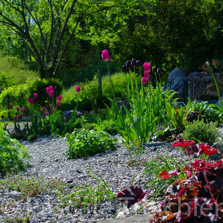 Kiesbeet 2016.04 041 (2)-3