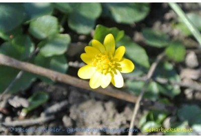 Scharbockkraut Blüte