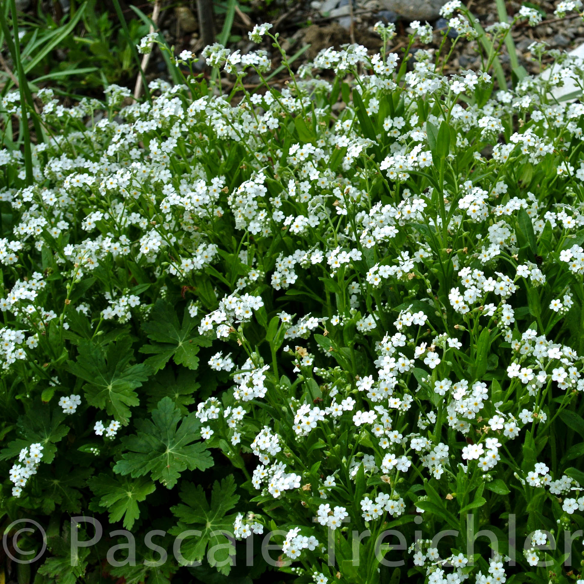 Gänsekraut  163-3.jpg