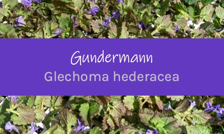 Gundermann Glenchoma hederaceae