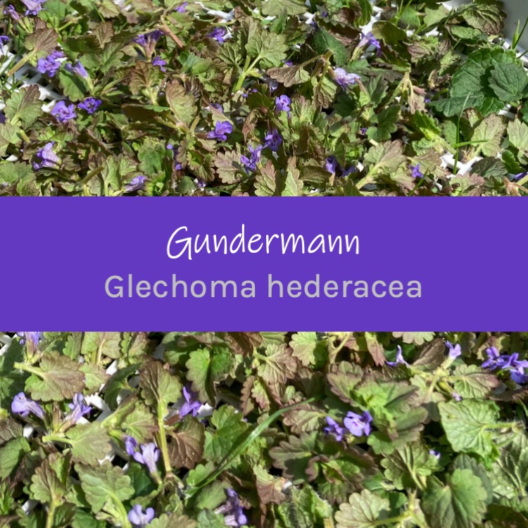 Gundermann Glenchoma hederaceae
