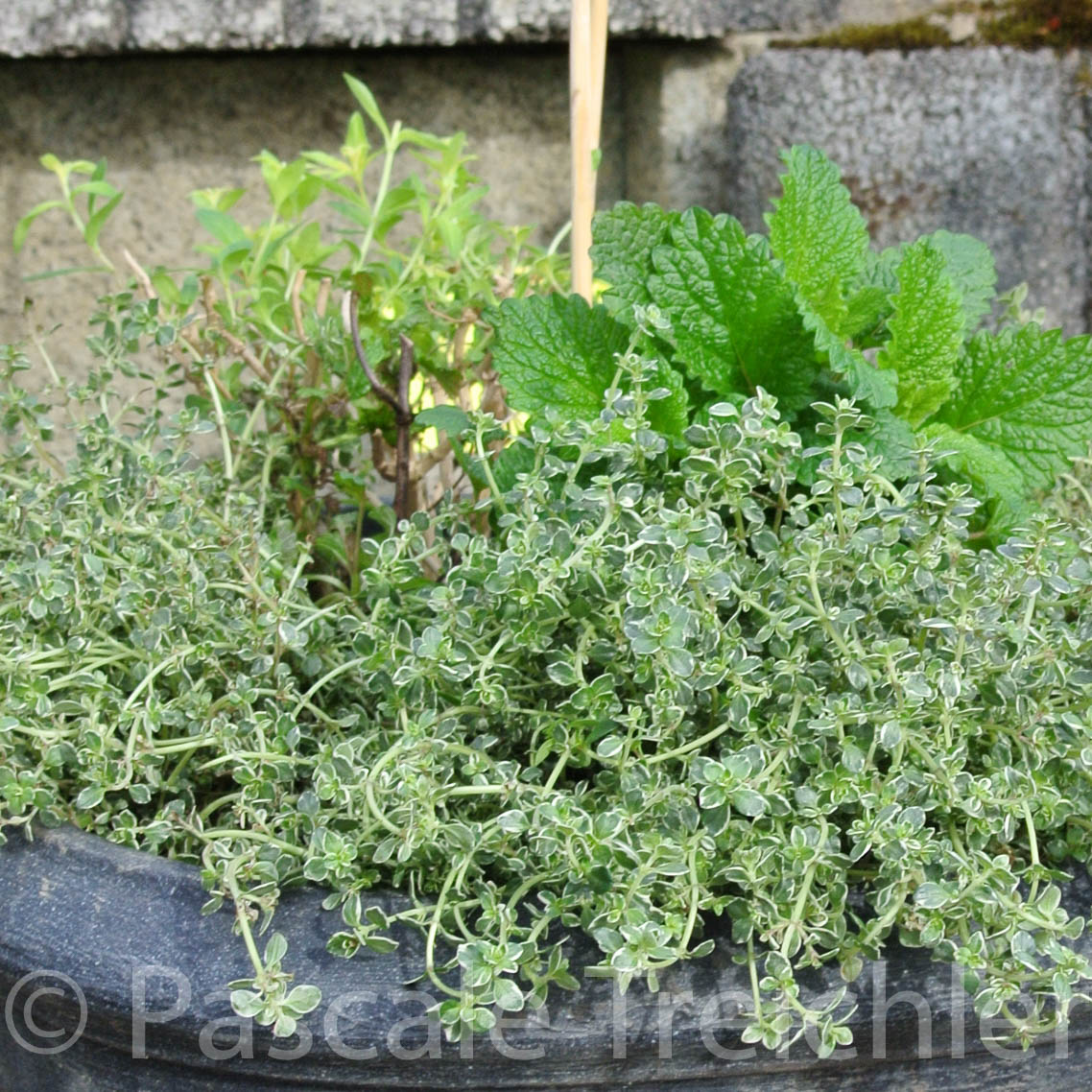 Kräutergarten  137-3.jpg