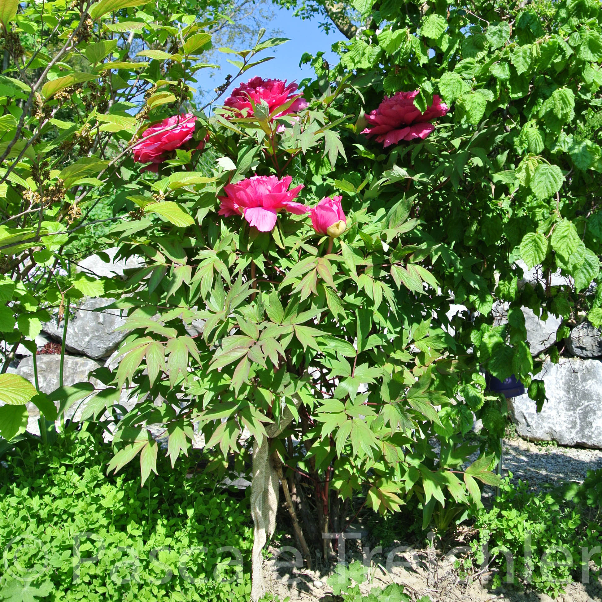 Pfingstrose - 05 099-3.jpg