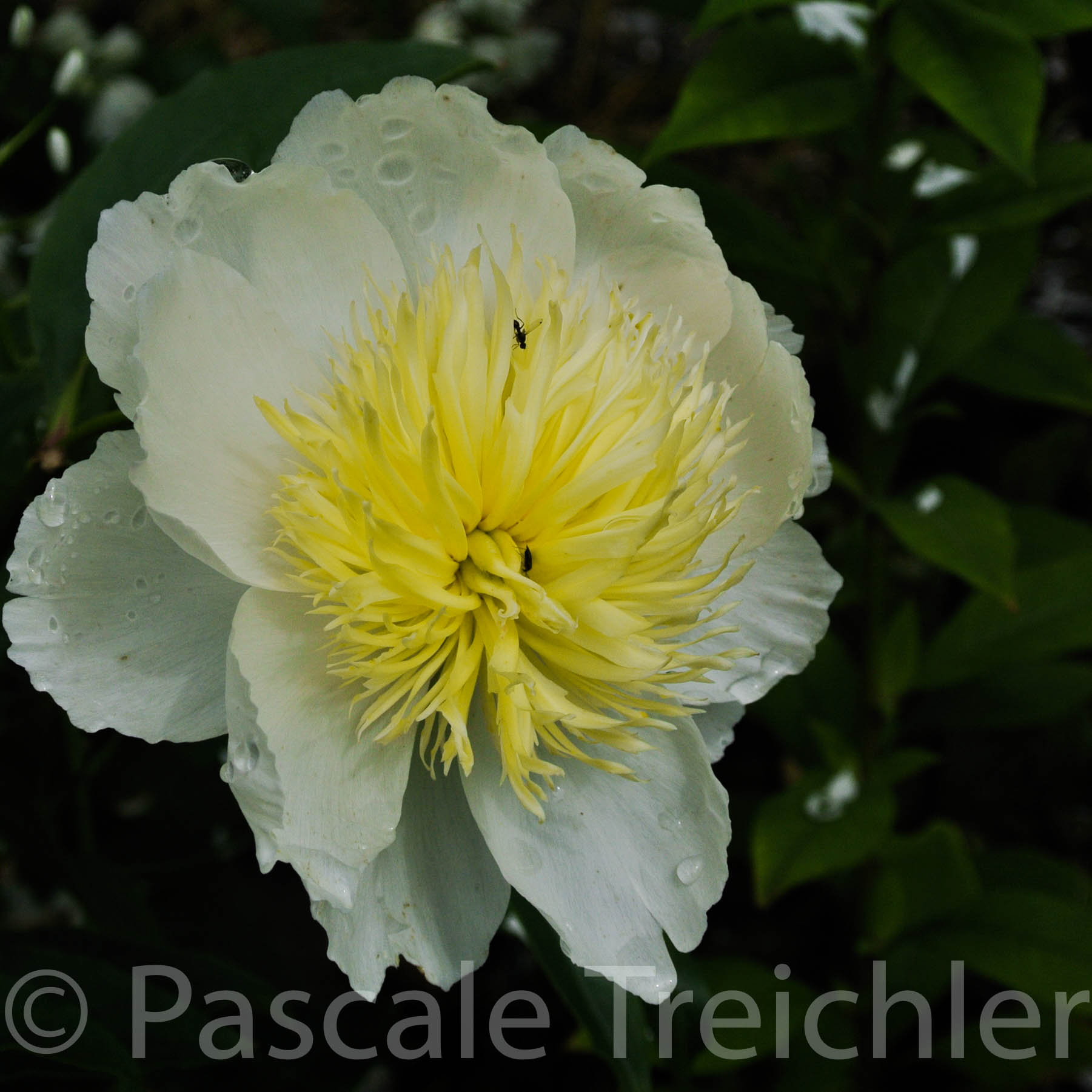 Pfingstrosen - 06 146-3.jpg