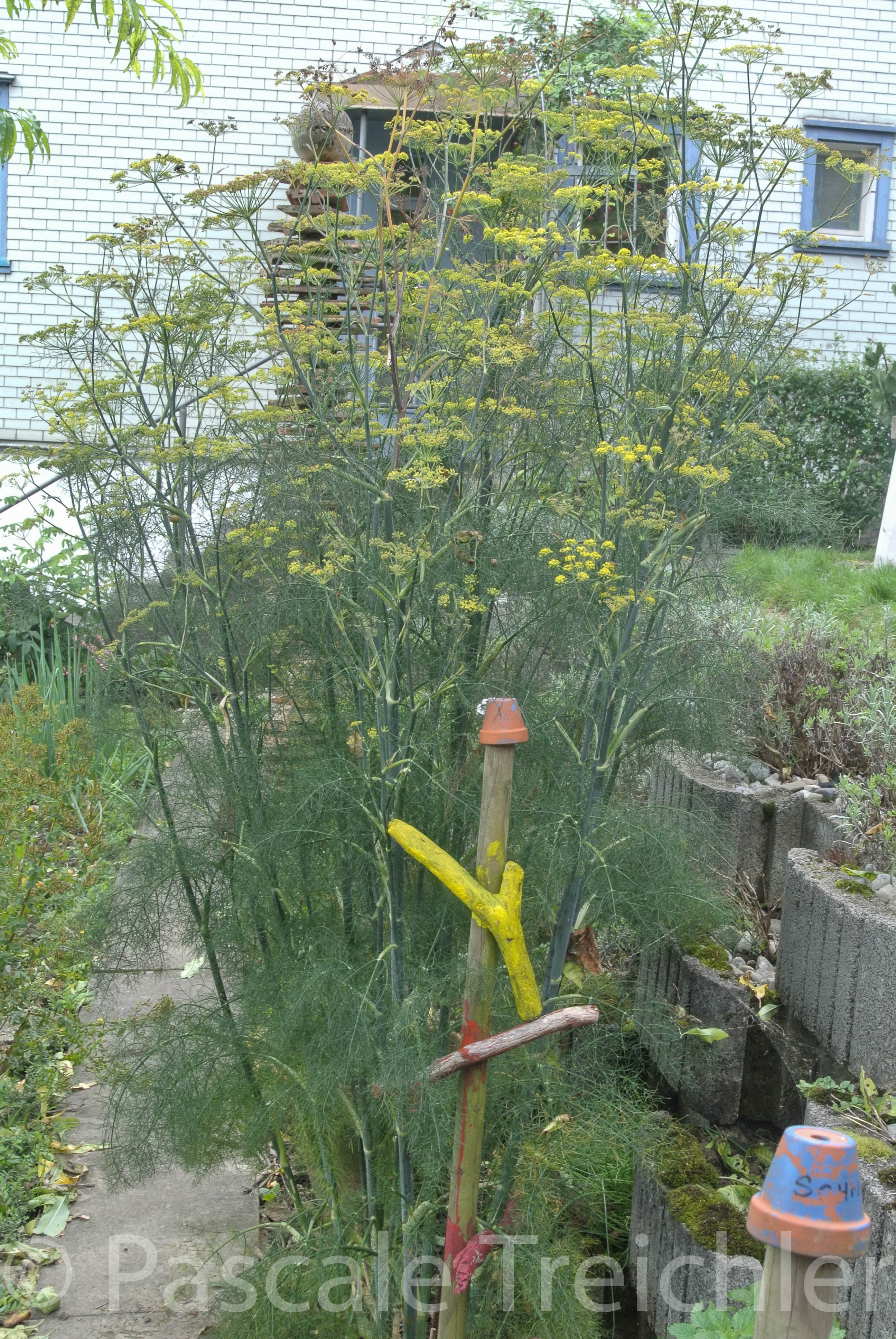 Fenchel - 2014-08 130-3