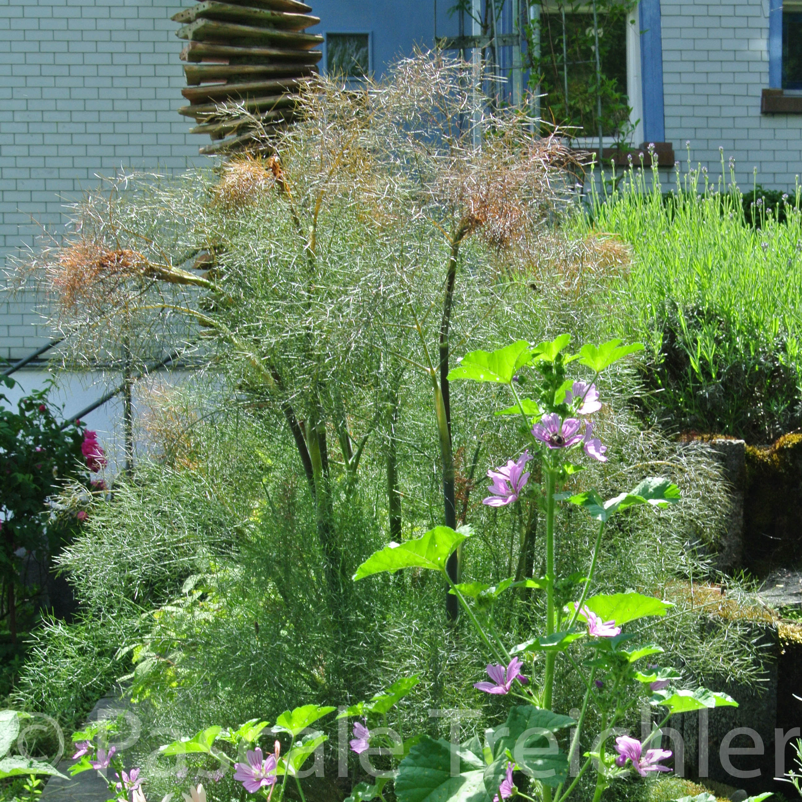 Fenchel - Malven - 5101-3