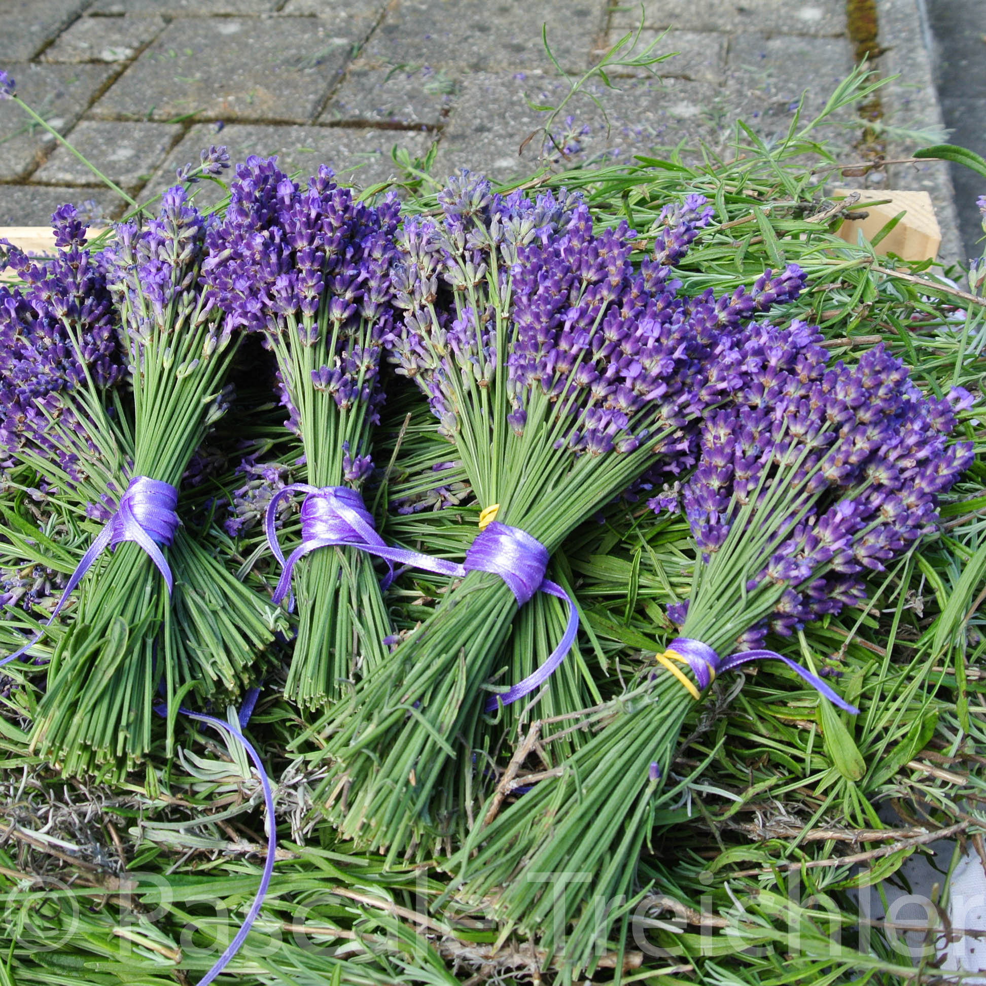 Lavendel - 06 434-3