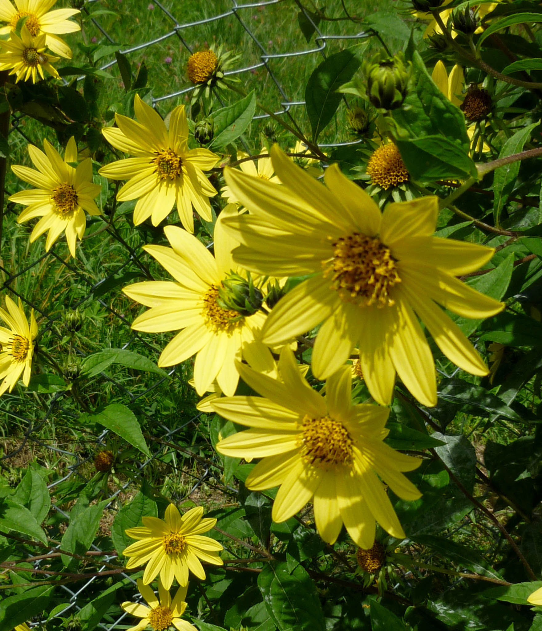 Sonnenblume - (596)-3