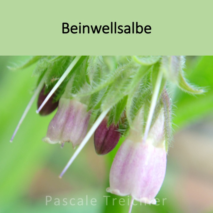 Titel Beinwellsalbe.jpg