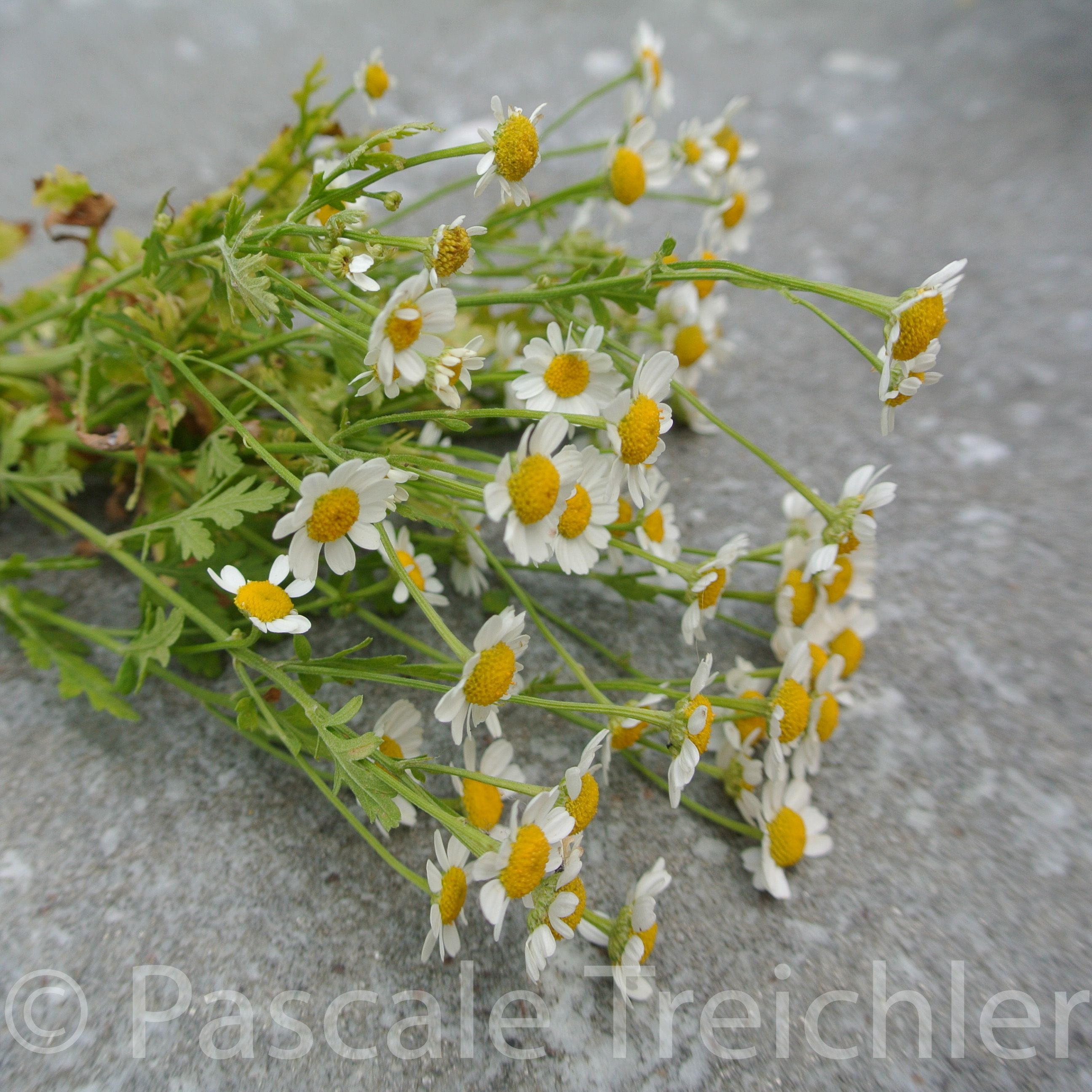 20180624-Mutterkraut 8150