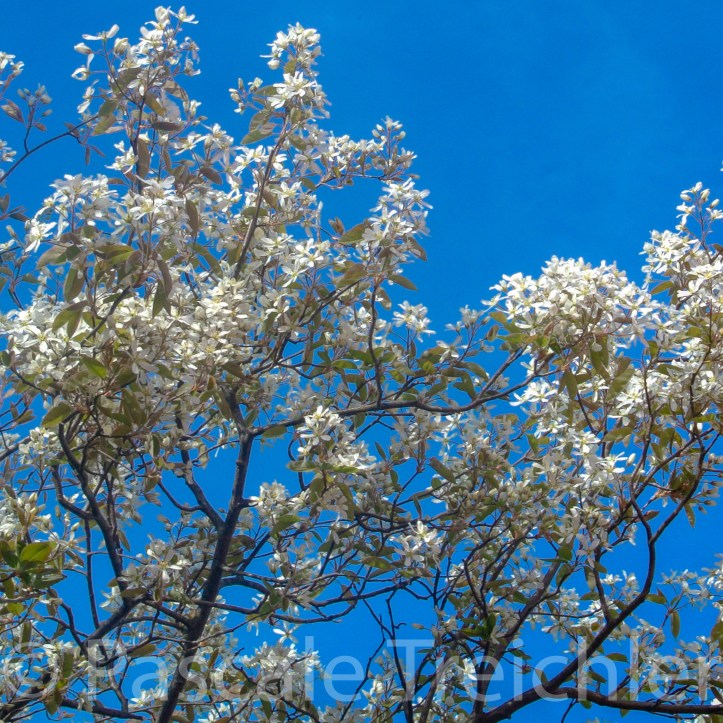 20150415-Lubera 2017.04-2