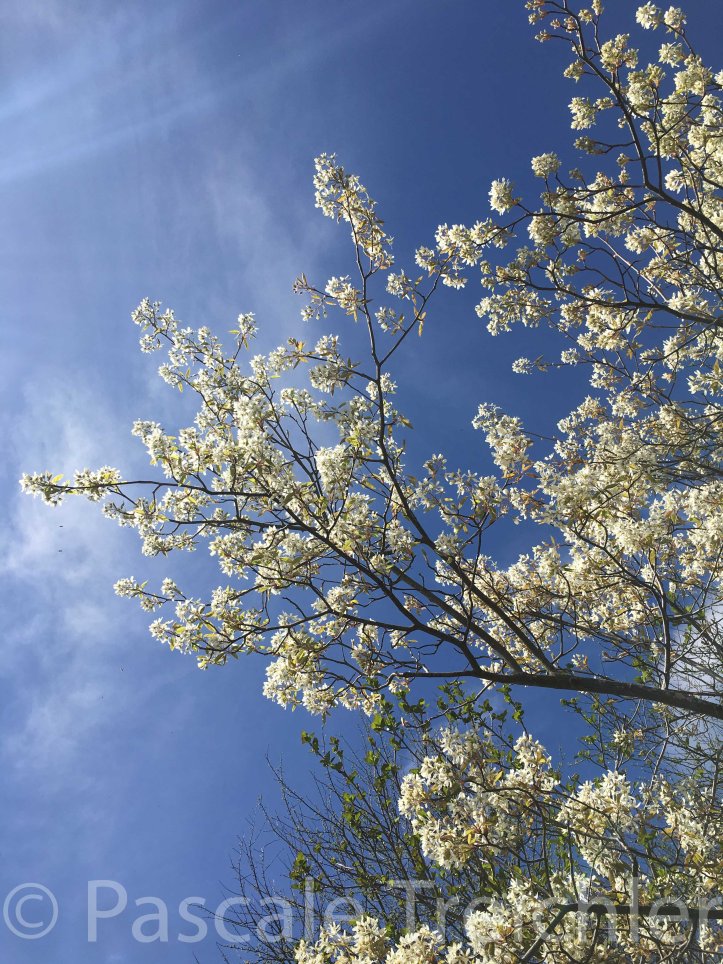 20180411-2018.04 Kupferfelsenbirne 6727