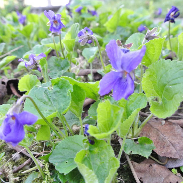 Gartenblog 2017.03-12
