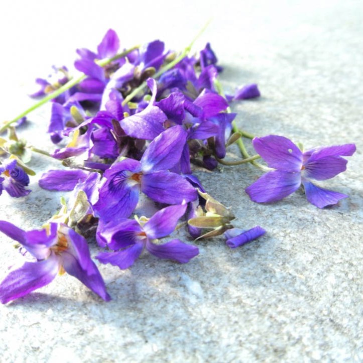 Gartenblog 2017.03-20