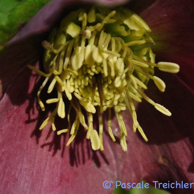 Gartenblog 2017.03-36