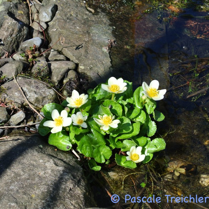 Gartenblog 2017.03-40 Kopie