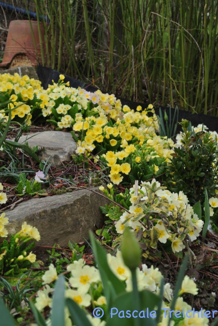 Gartenblog 2017.03-42