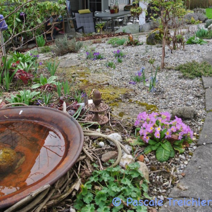 Gartenblog 2017.03-43