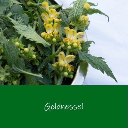 Goldnessel