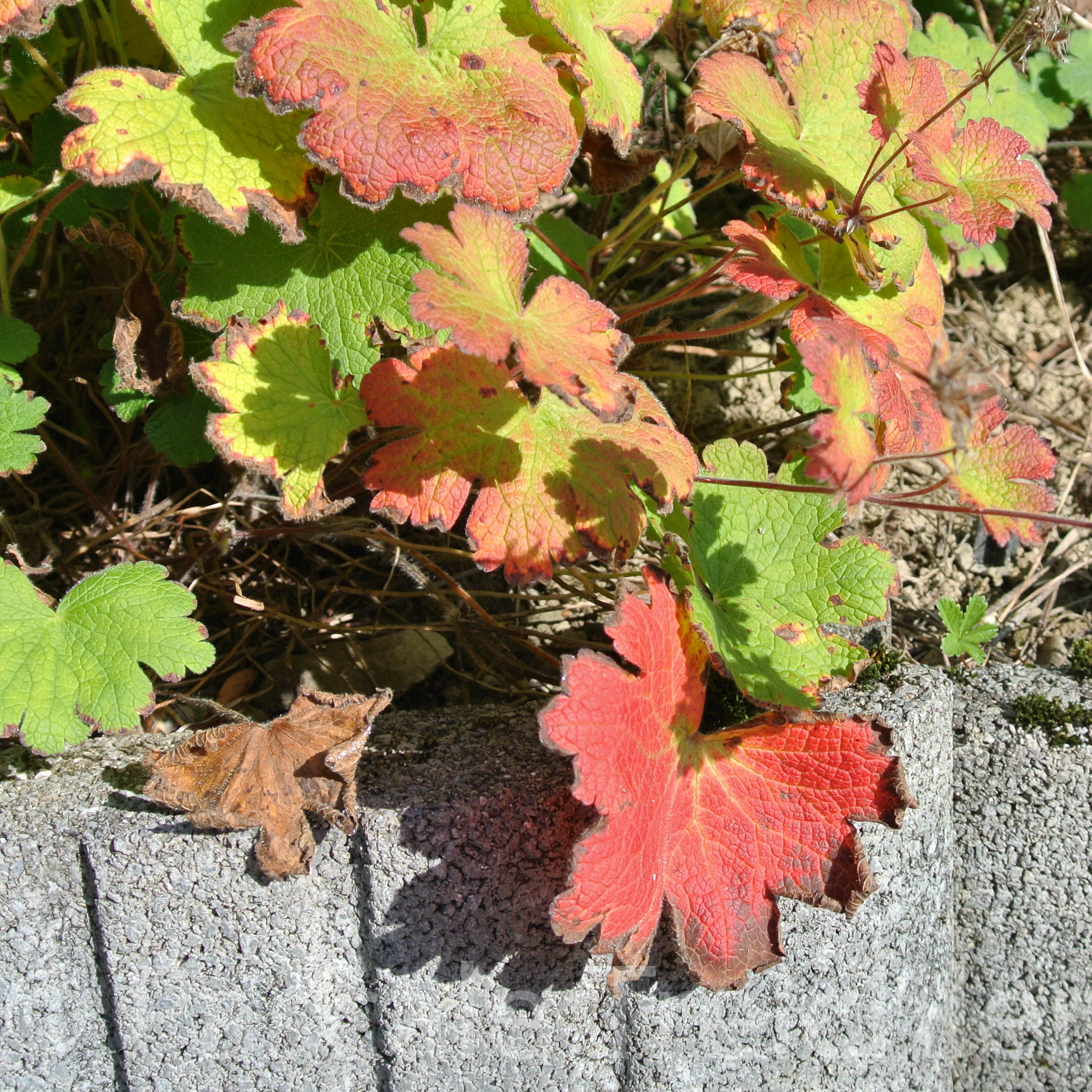 Storchenschnabel 6330-3