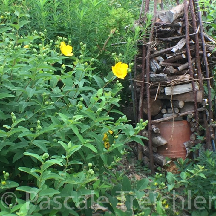 Insektenhotel
Totholz
