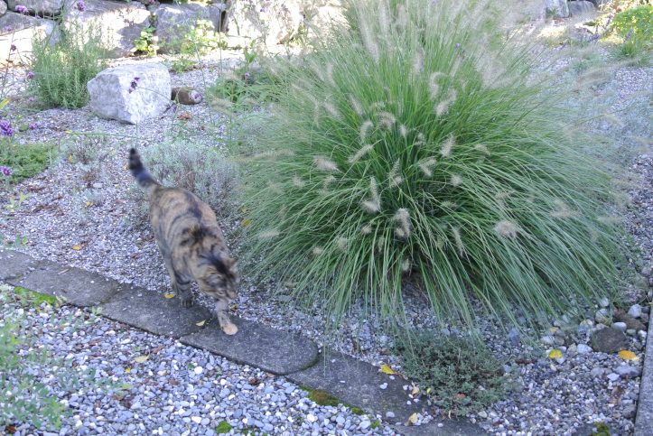 Katze - Gräser 6214