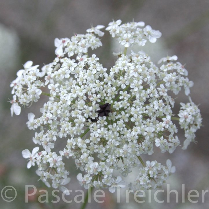 Möhre - 2016.08 157-2.jpg