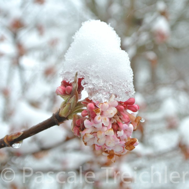 Winterschneeball 2017 7163-2