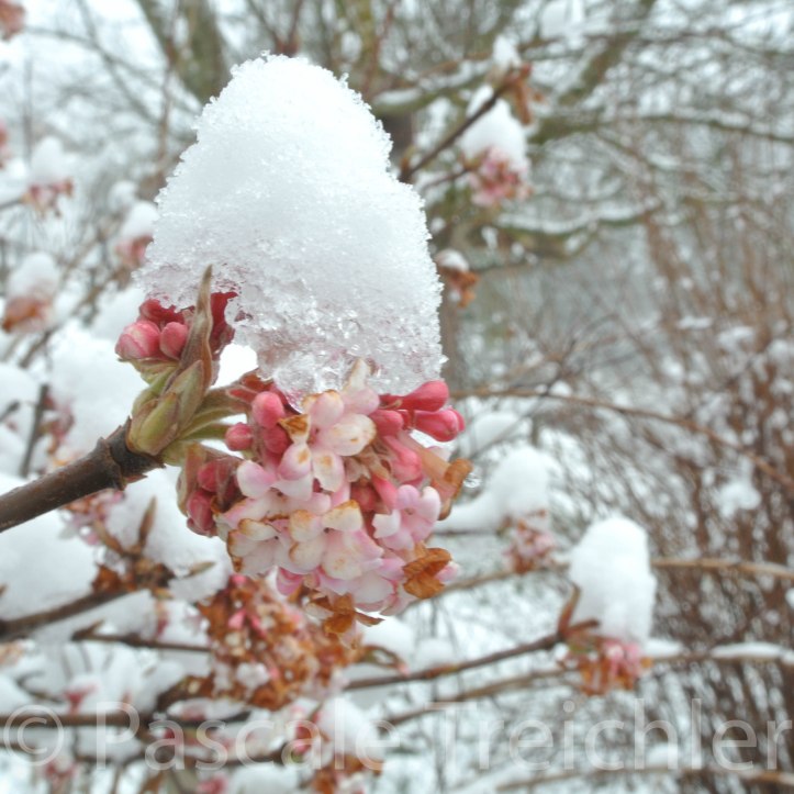 Winterschneeball 2017 7164-2